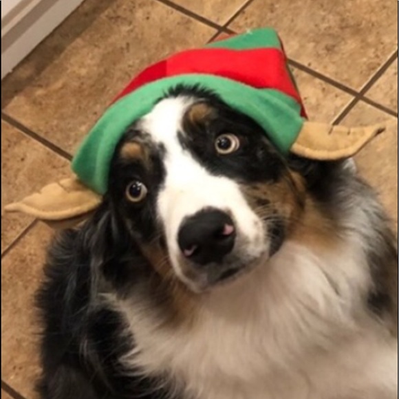 Meet your Posher, Susie - Picture 8 of 9